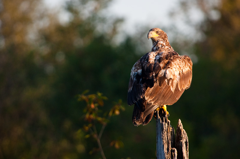 Juvenile Bald Eagle